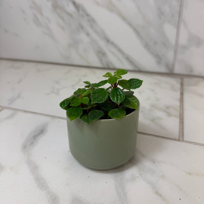 Peperomia Little Pixie, 2" Plant