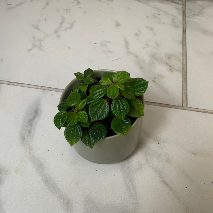 Peperomia Little Pixie, 2" Plant