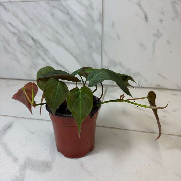 Philodendron Micans, 4" Plant