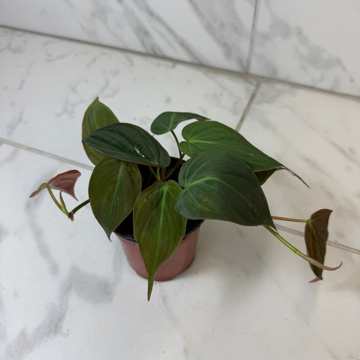 Philodendron Micans, 4" Plant