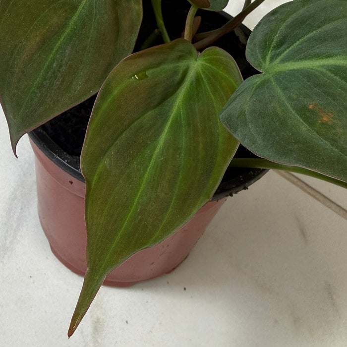 Philodendron Micans, 4" Plant