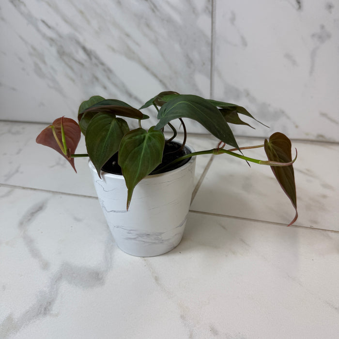 Philodendron Micans, 4" Plant