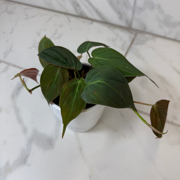 Philodendron Micans, 4" Plant