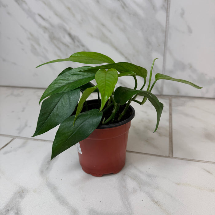 Epipremnum pinnatum ‘Baltic Blue’, 4" Plant