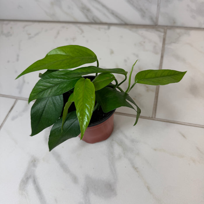 Epipremnum pinnatum ‘Baltic Blue’, 4" Plant