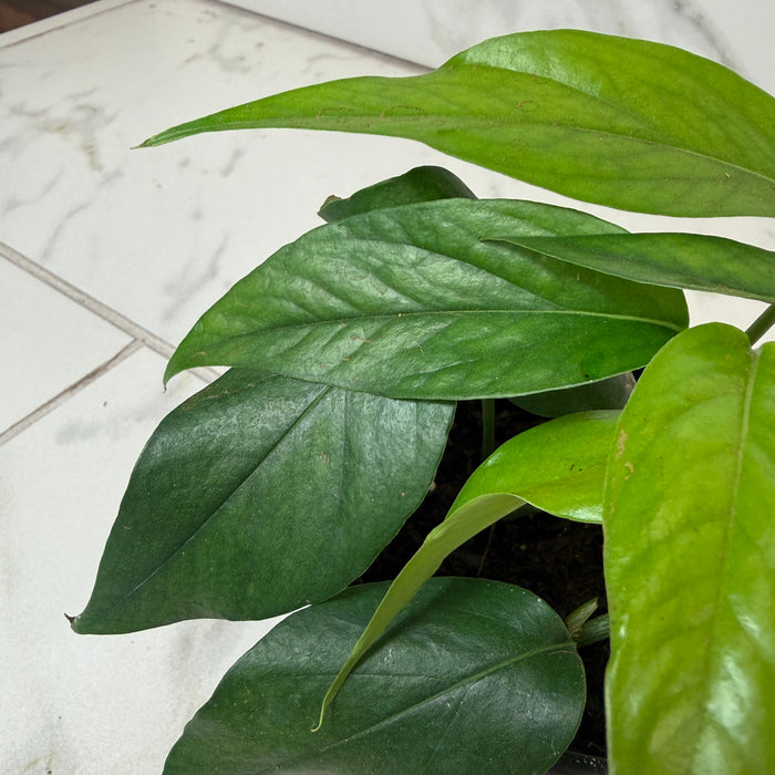 Epipremnum pinnatum ‘Baltic Blue’, 4" Plant