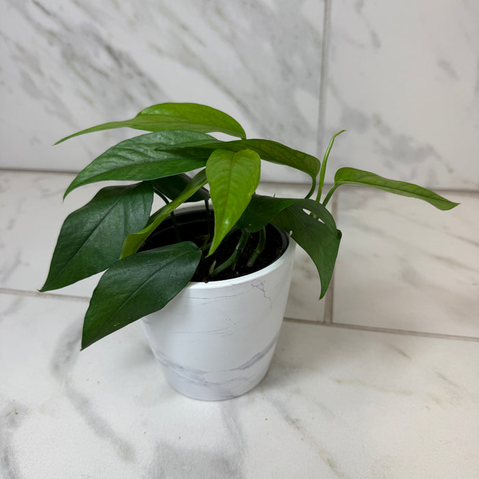 Epipremnum pinnatum ‘Baltic Blue’, 4" Plant