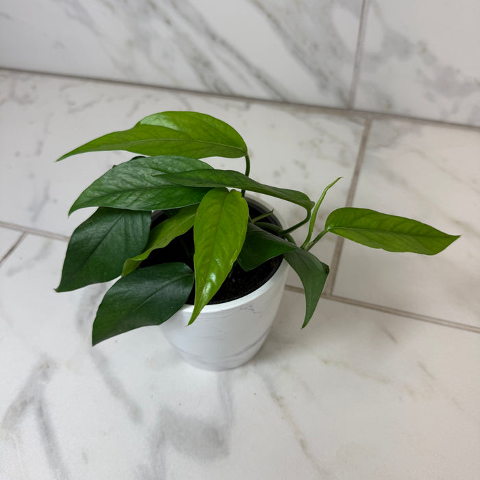 Epipremnum pinnatum ‘Baltic Blue’, 4" Plant