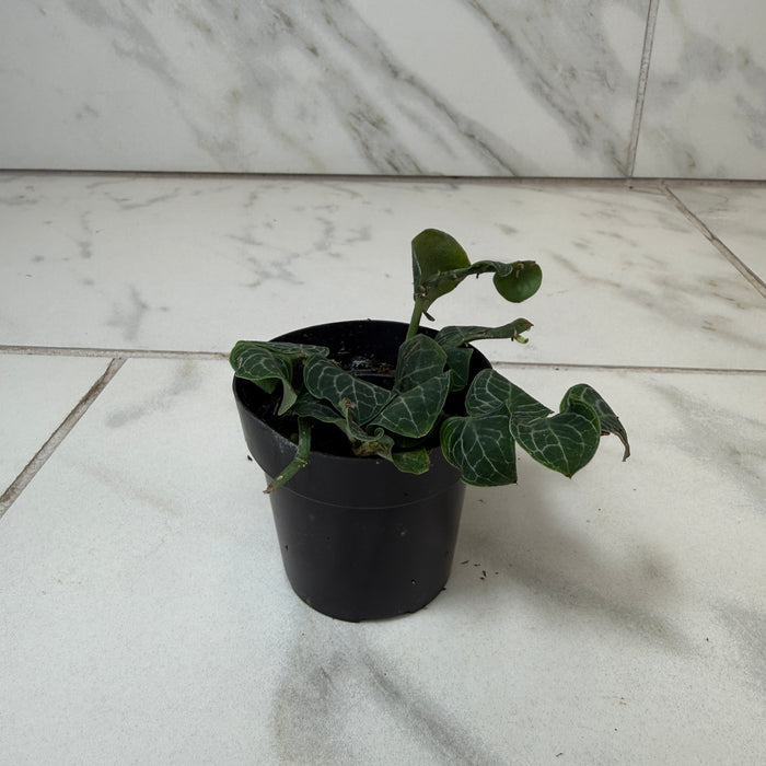 Rhaphidophora cryptantha, 2" Plant