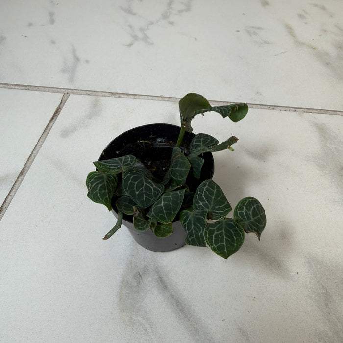 Rhaphidophora cryptantha, 2" Plant