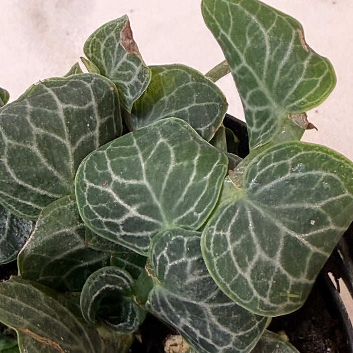 Rhaphidophora cryptantha, 2" Plant
