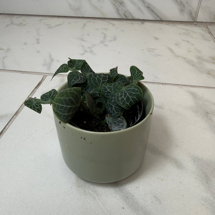 Rhaphidophora cryptantha, 2" Plant