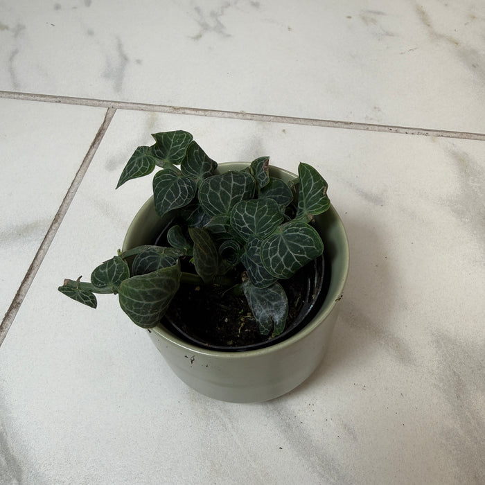 Rhaphidophora cryptantha, 2" Plant
