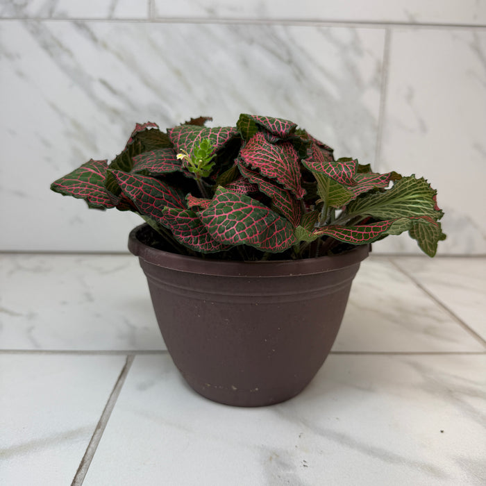 Fittonia Verschaffeltii Red Nerve Plant, 6" Plant
