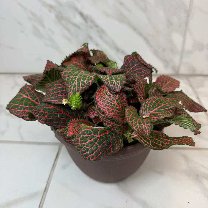 Fittonia Verschaffeltii Red Nerve Plant, 6" Plant