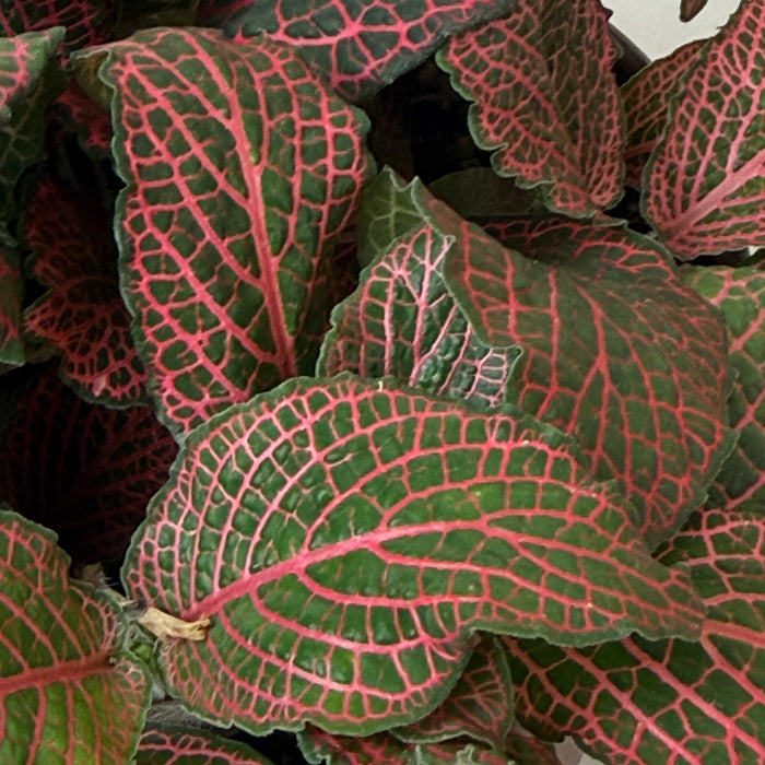 Fittonia Verschaffeltii Red Nerve Plant, 6" Plant