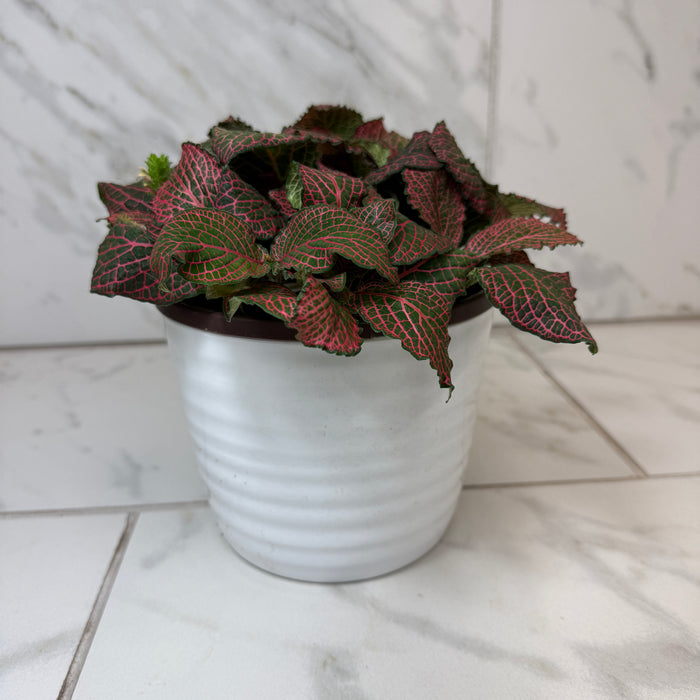 Fittonia Verschaffeltii Red Nerve Plant, 6" Plant