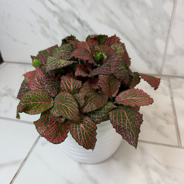 Fittonia Verschaffeltii Red Nerve Plant, 6" Plant
