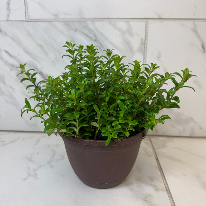 Aeschynanthus Lipstick Buxifolius Box Leaf, 6" Plant