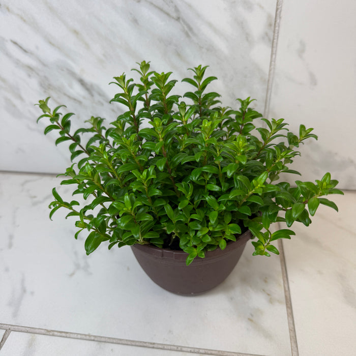 Aeschynanthus Lipstick Buxifolius Box Leaf, 6" Plant
