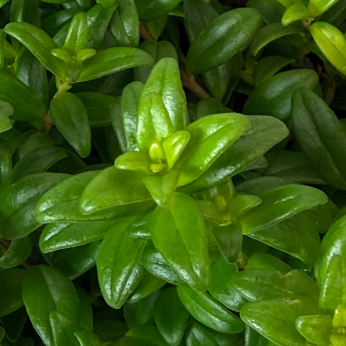 Aeschynanthus Lipstick Buxifolius Box Leaf, 6" Plant