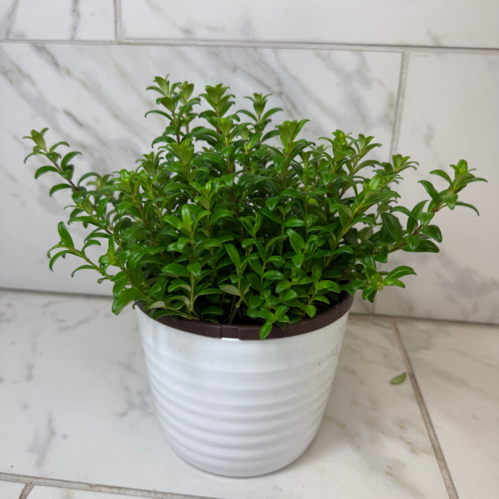 Aeschynanthus Lipstick Buxifolius Box Leaf, 6" Plant