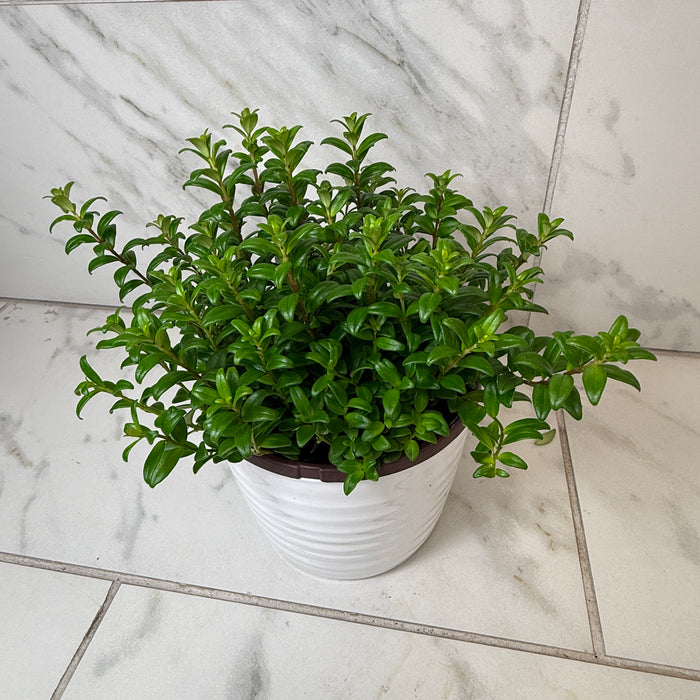 Aeschynanthus Lipstick Buxifolius Box Leaf, 6" Plant