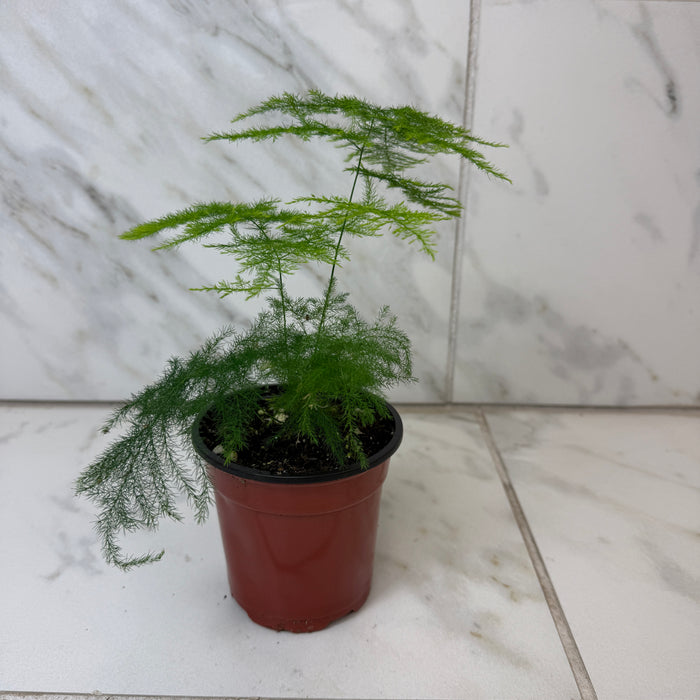 Asparagus Plumosa Fern, 4" Plant