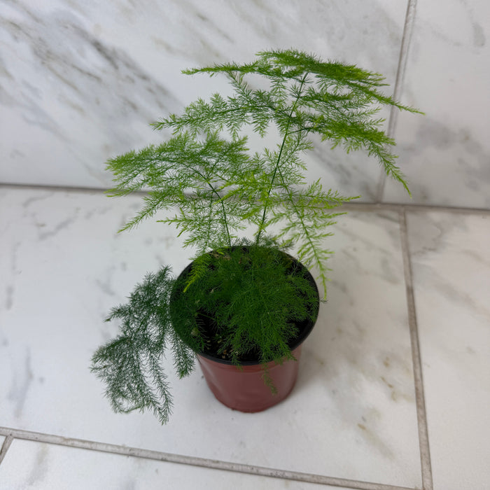 Asparagus Plumosa Fern, 4" Plant