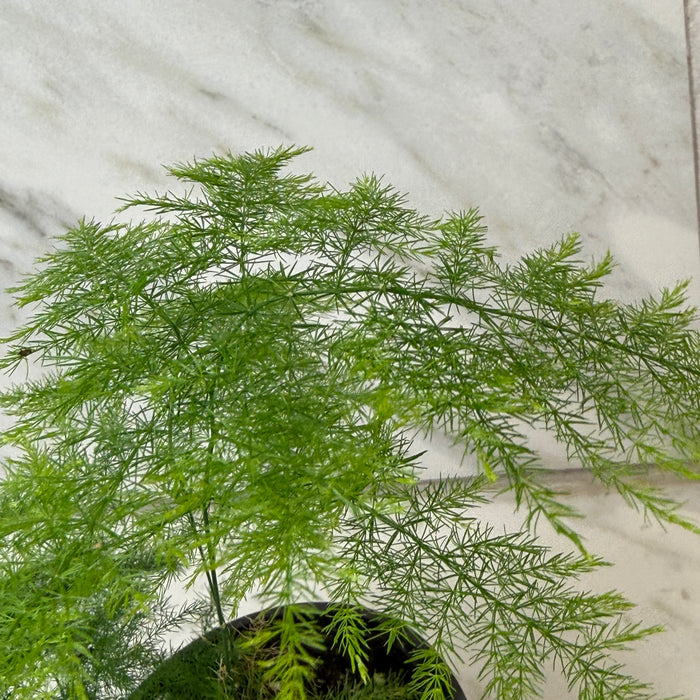 Asparagus Plumosa Fern, 4" Plant