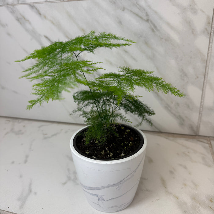 Asparagus Plumosa Fern, 4" Plant