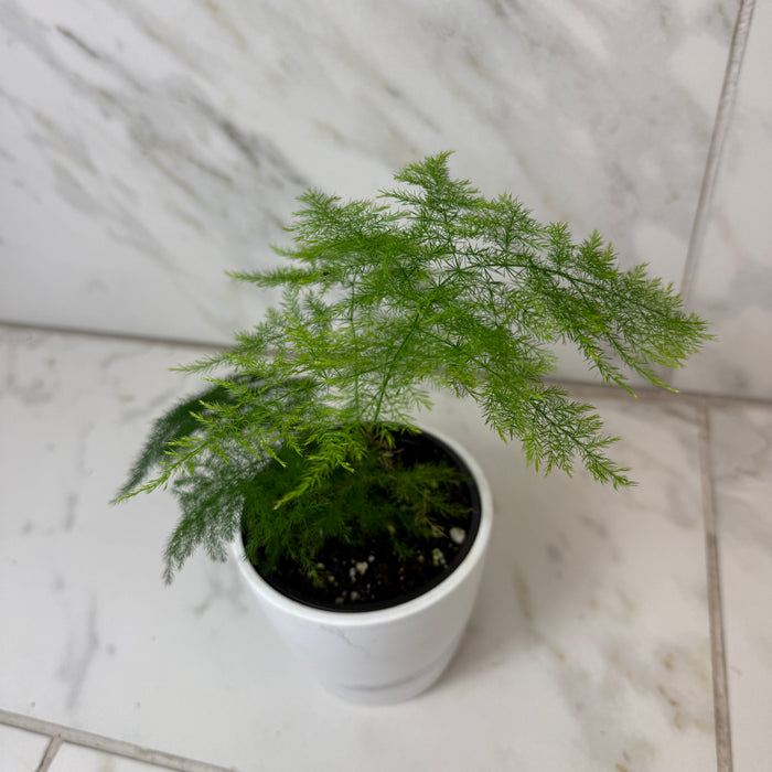 Asparagus Plumosa Fern, 4" Plant