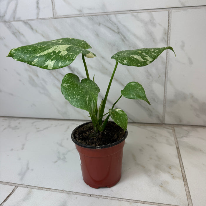 Monstera Thai Constellation TC, 4” Plant