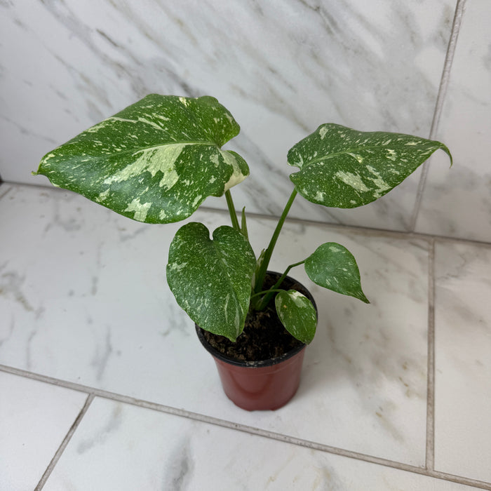 Monstera Thai Constellation TC, 4” Plant