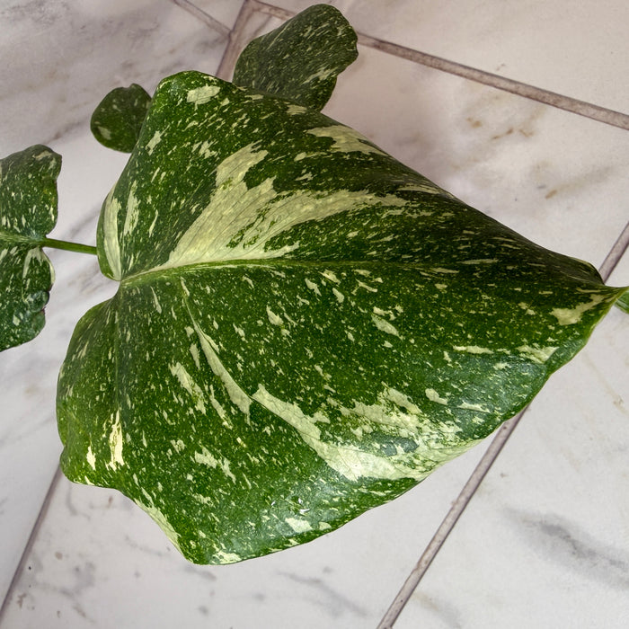 Monstera Thai Constellation TC, 4” Plant