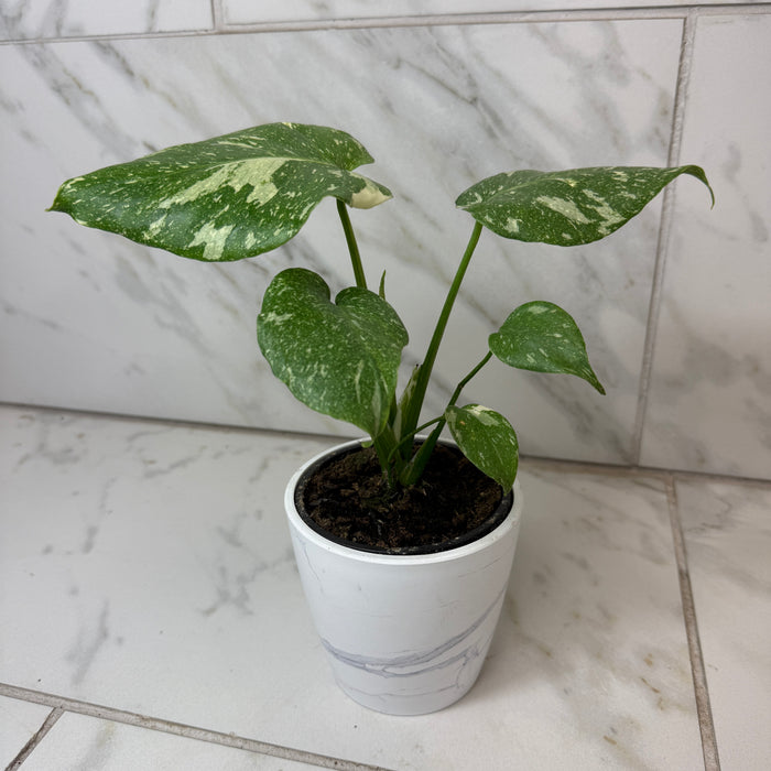 Monstera Thai Constellation TC, 4” Plant