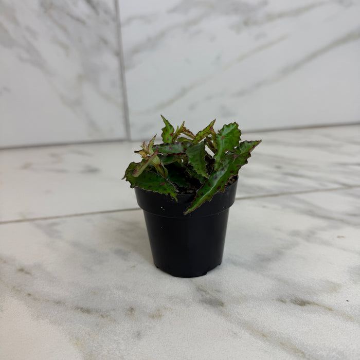 Begonia Amphioxus, 2" Plant