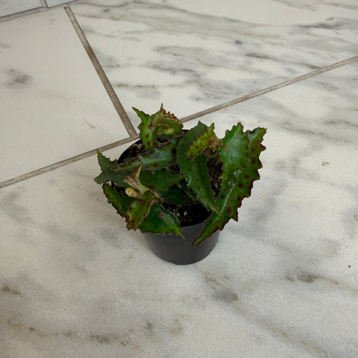 Begonia Amphioxus, 2" Plant