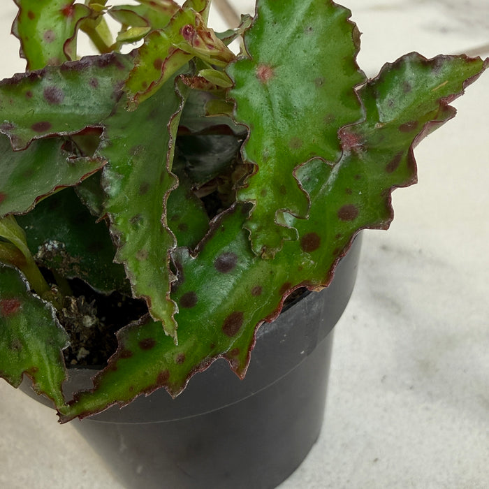 Begonia Amphioxus, 2" Plant