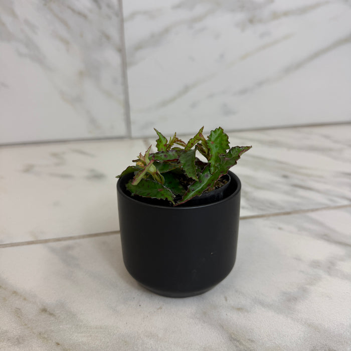 Begonia Amphioxus, 2" Plant