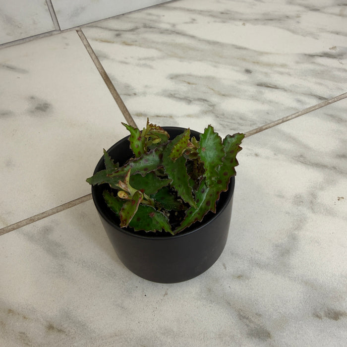 Begonia Amphioxus, 2" Plant