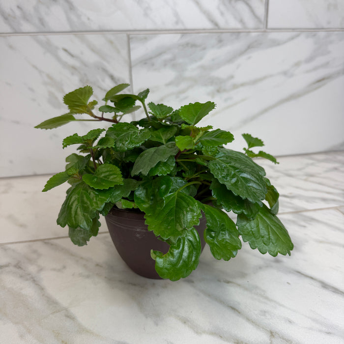 Plectranthus Australis Wax Swedish, 6" Plant