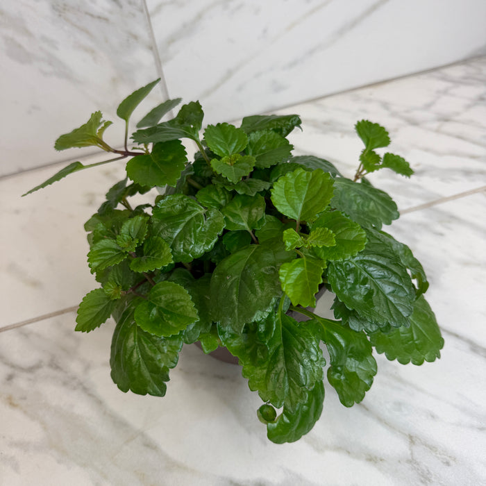 Plectranthus Australis Wax Swedish, 6" Plant