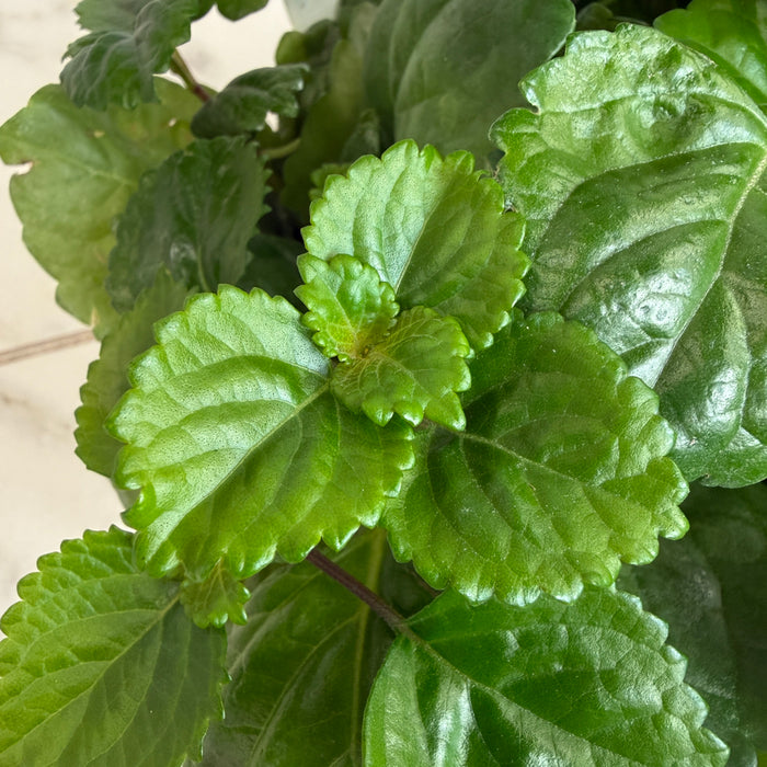 Plectranthus Australis Wax Swedish, 6" Plant