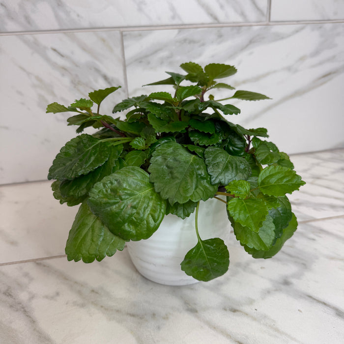 Plectranthus Australis Wax Swedish, 6" Plant