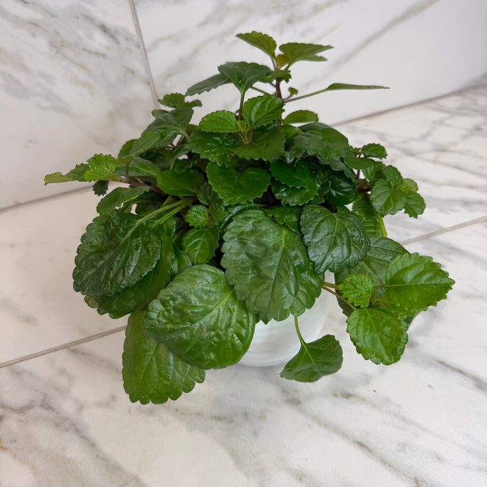 Plectranthus Australis Wax Swedish, 6" Plant