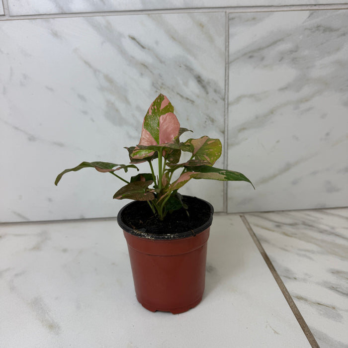 Syngonium Pink Splash, 4" Plant