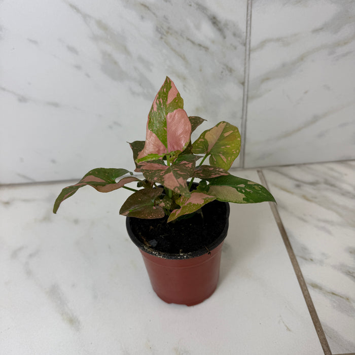 Syngonium Pink Splash, 4" Plant