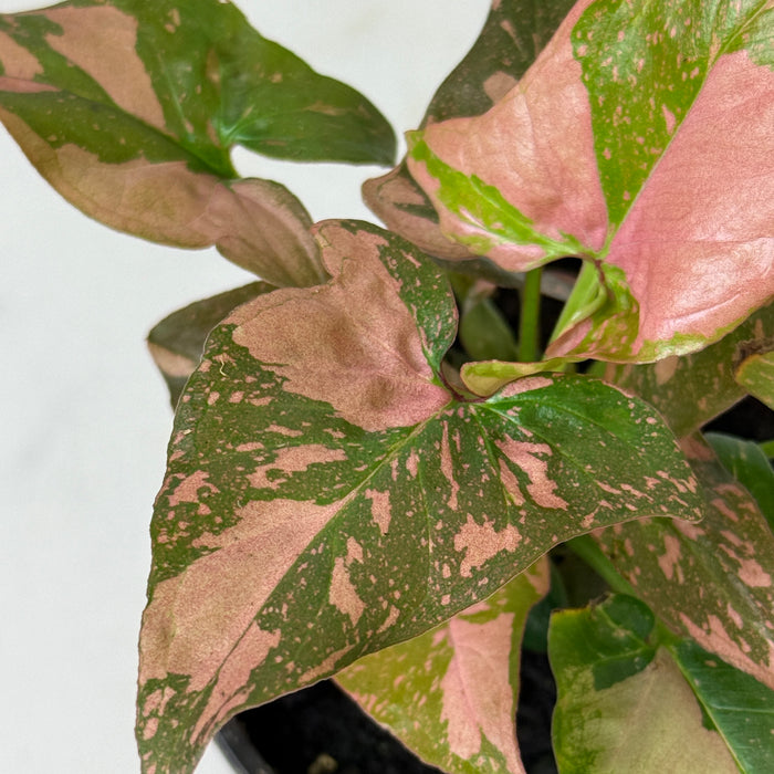 Syngonium Pink Splash, 4" Plant