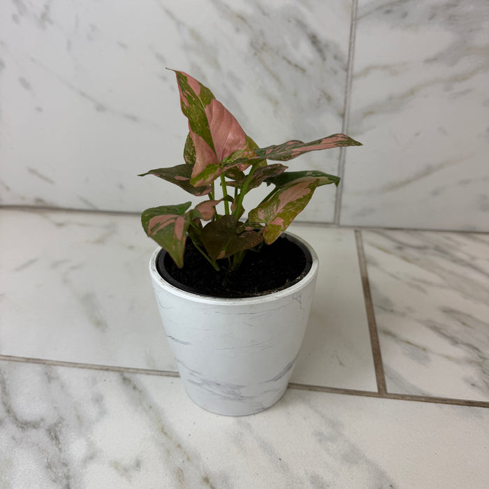 Syngonium Pink Splash, 4" Plant
